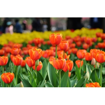 北京4月適合賞花的公園