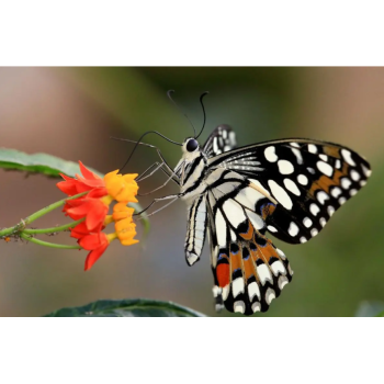 蝴蝶在哪个季节最多?