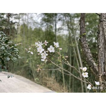 浦城烏櫻橋去年錯過的櫻花，今年如約來了！
